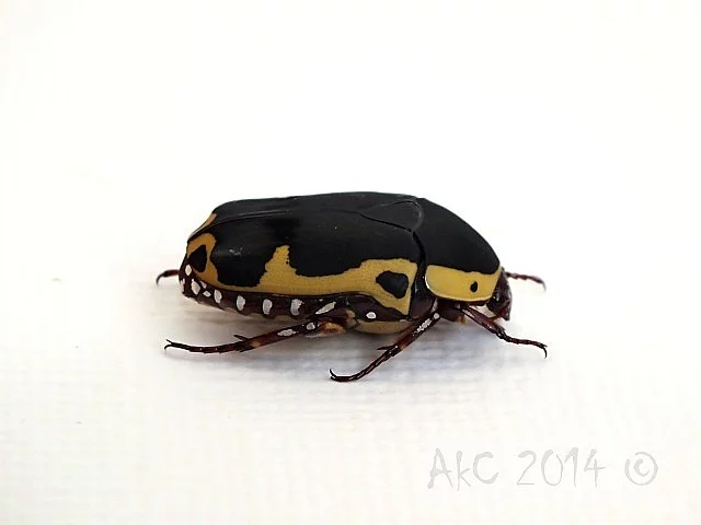 Pachnoda sinuata flaviventris